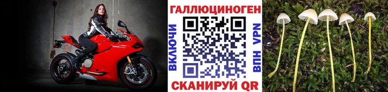 Купить  Алзамай  Псилоцибиновые грибы мицелий 